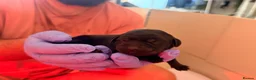 Labrador Retriever dogs for sale: Beautiful litter of Labrador Puppies  - Advert 14