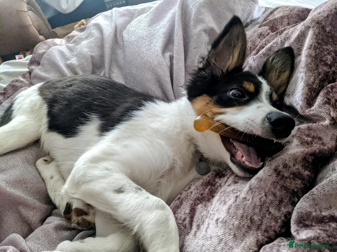 Border Collie dogs for sale: Experienced forever home only  - Advert 24