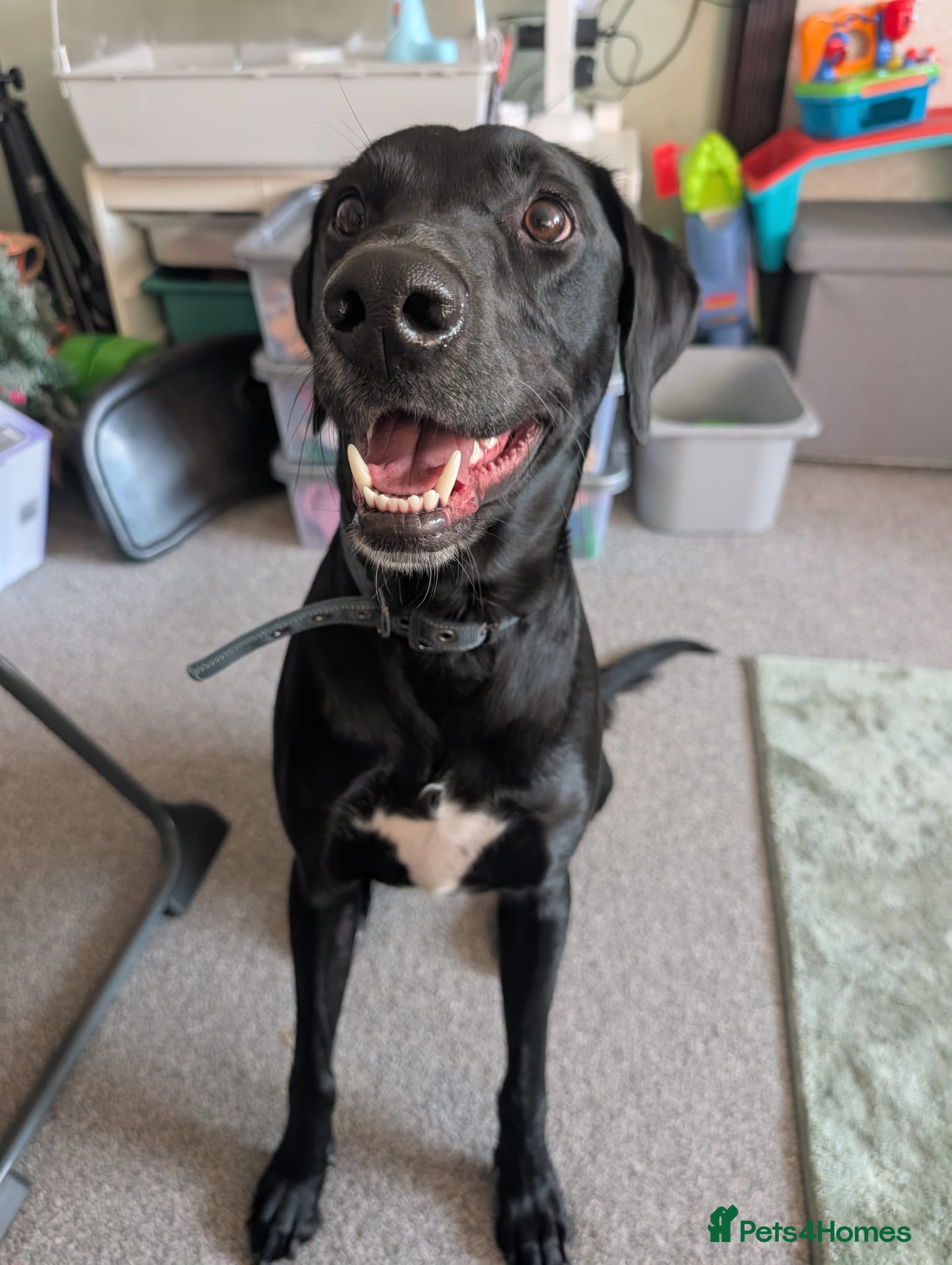 Mixed Breed dogs Lurcher Labrador Cross for Sale - Advert 16