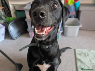 Mixed Breed dogs Lurcher Labrador Cross for Sale - Advert 16