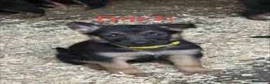 German Shepherd 5