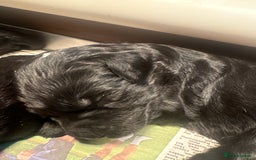 Goldendoodle dogs for sale: F1 Goldendoodle puppies fully heath tested parents - Advert 7