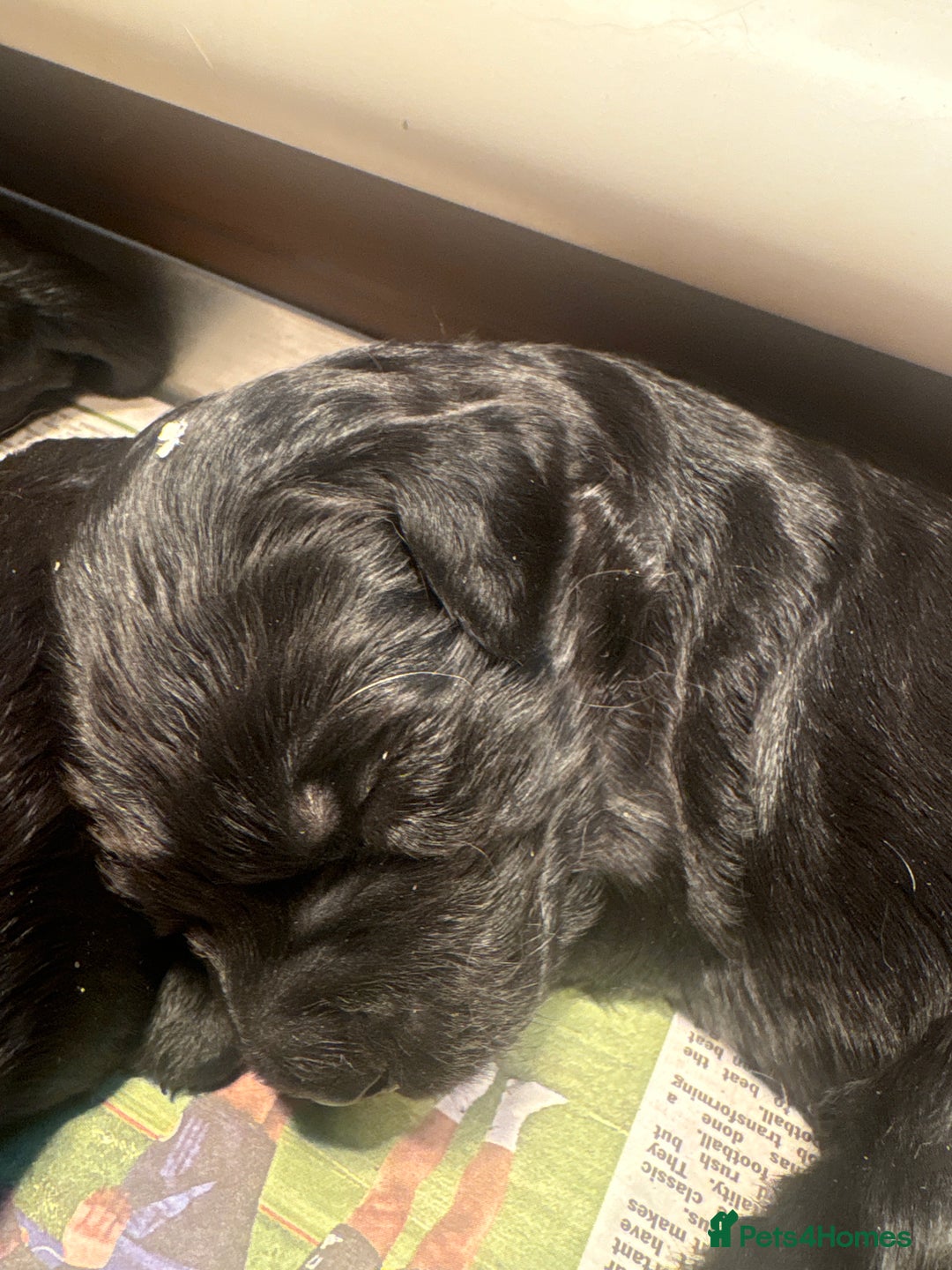 Goldendoodle dogs for sale: F1 Goldendoodle puppies fully heath tested parents - Advert 7