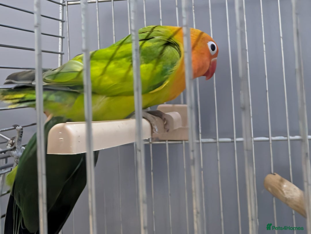 Lovebirds birds for sale: New Born Love Birds - Image 7