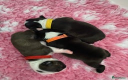 Boston Terrier dogs for sale:  🩷 KC reg gorgeous Boston terrier puppies  💙 - Image 12
