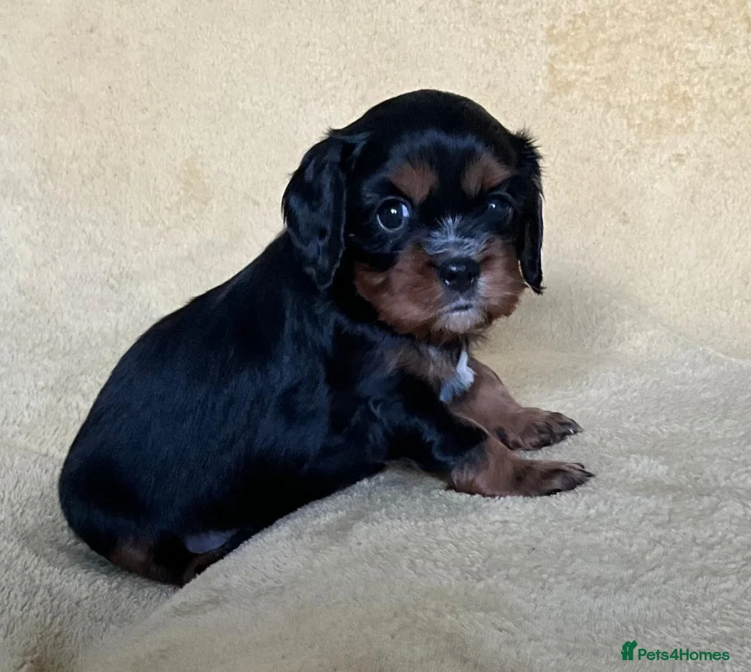Cavalier King Charles Spaniel dogs for sale: KC registered CKC Spaniel Puppies - Advert 5