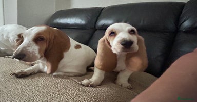 Basset Hound dogs - Advert 1