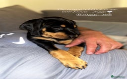 Mixed Breed dogs for sale: Ziggy 2 year old mini pincher - Advert 9