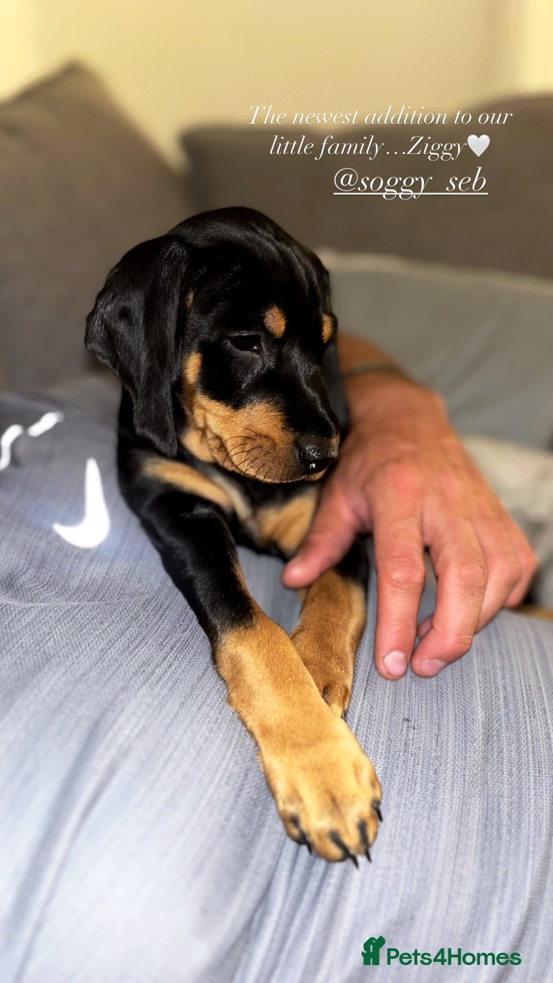 Mixed Breed dogs for sale: Ziggy 2 year old mini pincher - Advert 9