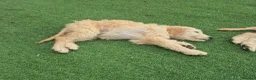 Goldendoodle dogs for sale: F1 standard goldendoodle  - Advert 7