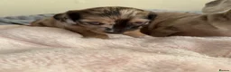 Miniature Dachshund dogs for sale: 5 beautiful miniature dachshund  - Advert 9
