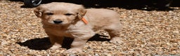 Golden Retriever dogs for stud: Very Experienced Golden retriever stud in Telford - Advert 9