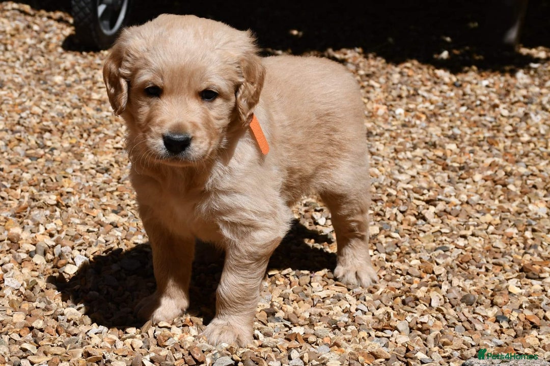 Golden Retriever dogs for stud: Very Experienced Golden retriever stud in Telford - Advert 9