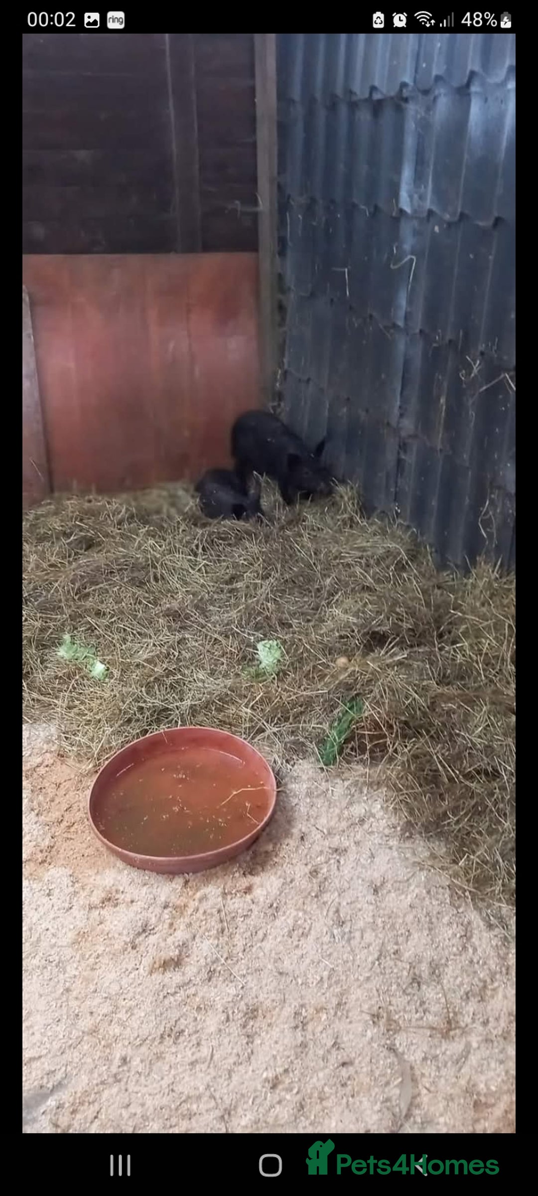 Pig livestock for sale: Ronnie and reggie  - Image 10