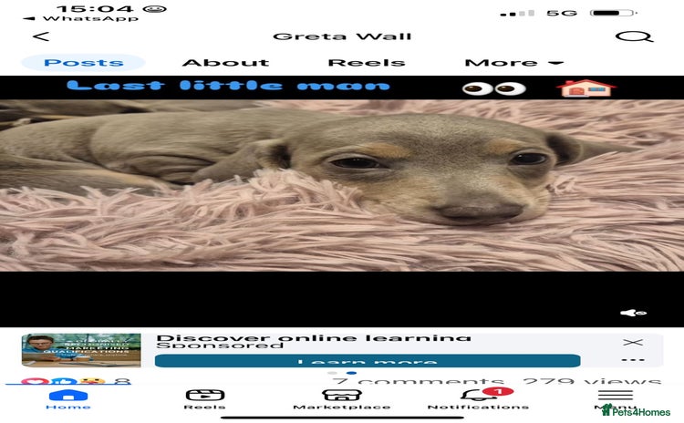 Miniature Dachshund dogs - Advert 14