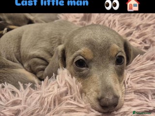 Miniature Dachshund dogs - Advert 21