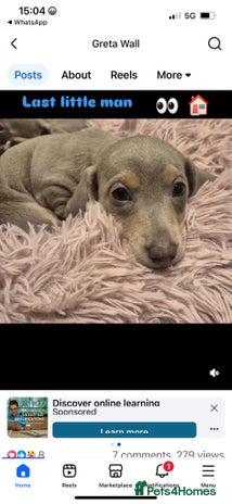 Miniature Dachshund dogs - Advert 4