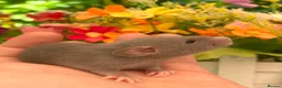 Rat rodents for sale: Absolutely gorgeous & friendly baby rats! - Advert 3