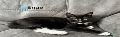 Domestic Shorthair 1