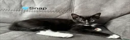 Domestic Shorthair cats for sale: Beautiful Kittens - Ready Now 🐱 - Advert 2
