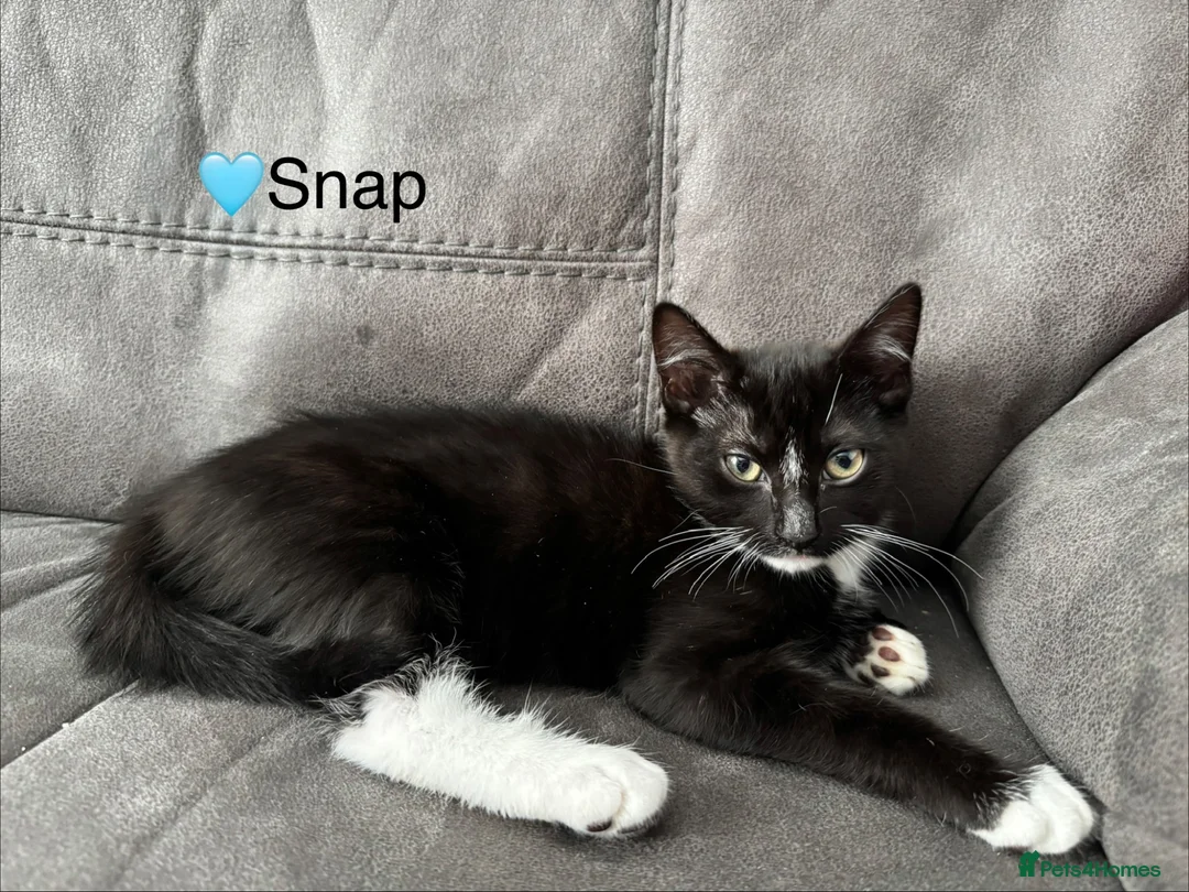 Domestic Shorthair cats for sale: Beautiful Kittens - Ready Now 🐱 - Advert 2