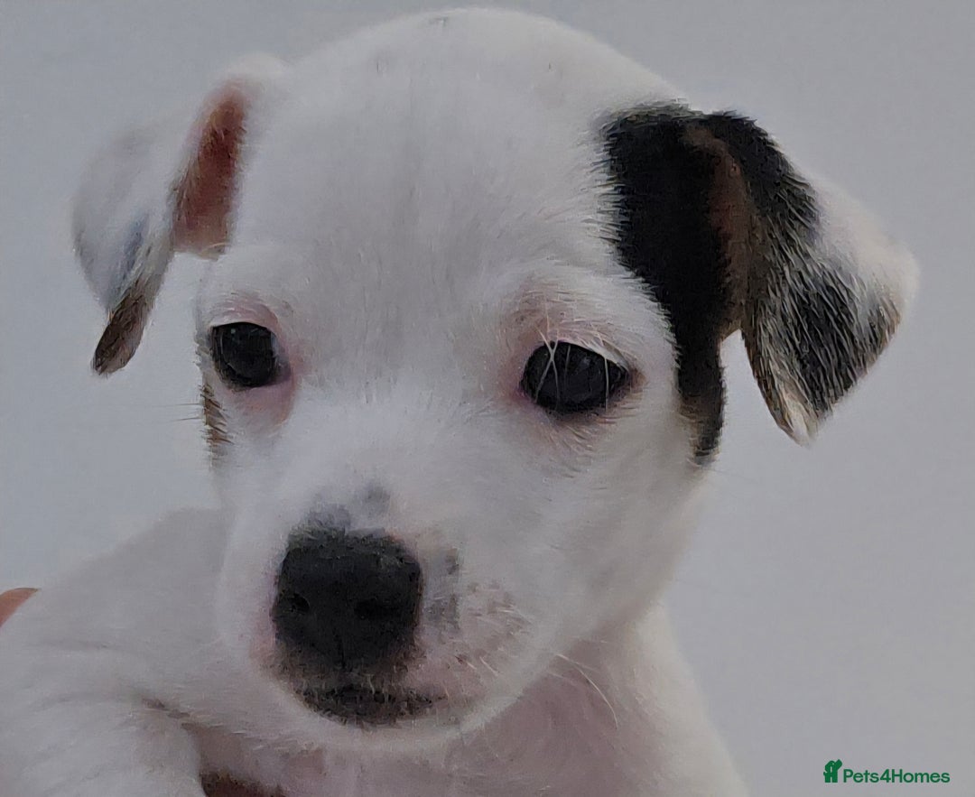 Parson Russell dogs for sale: Parson Russell Puppies - Advert 6