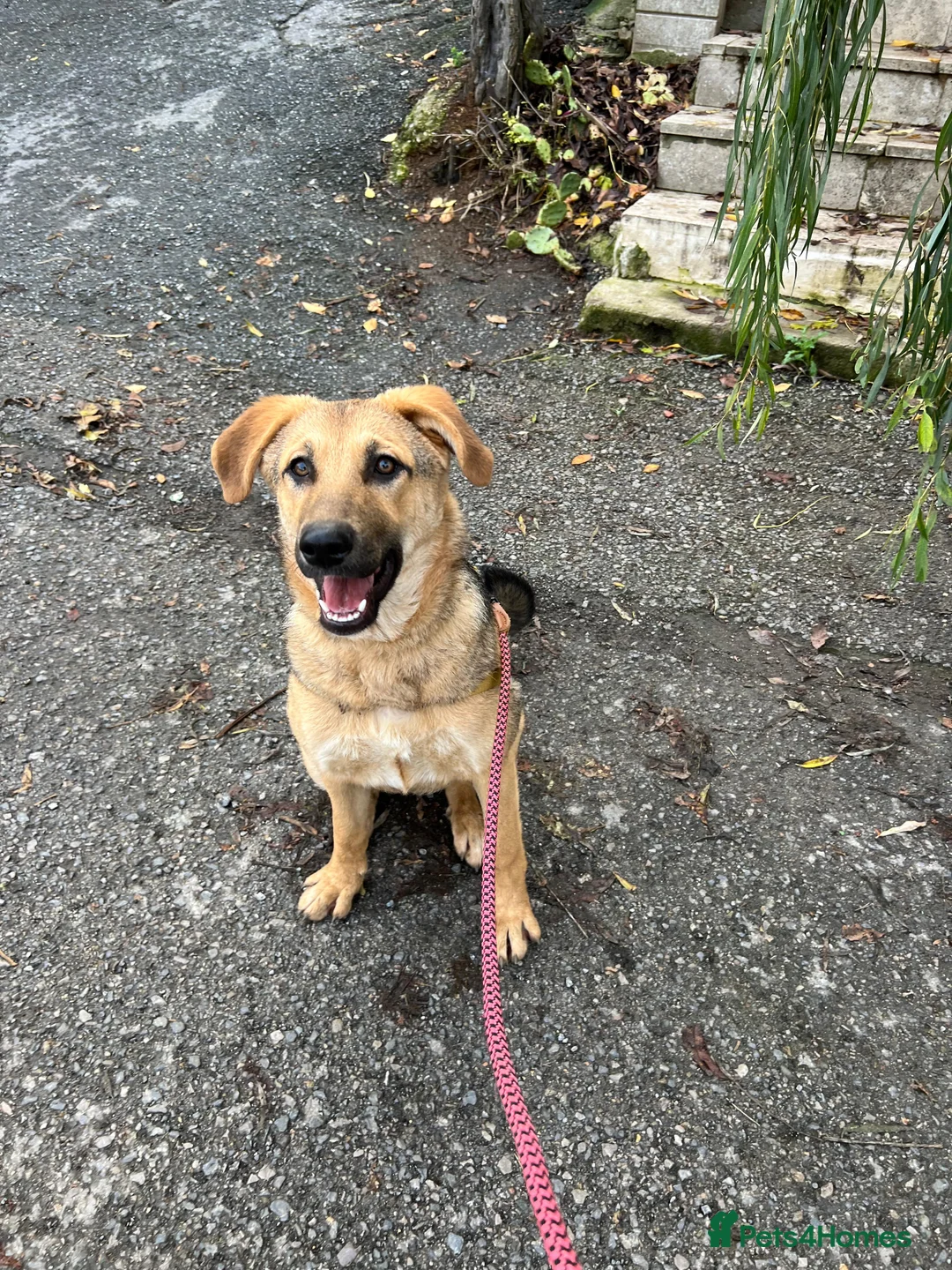 Anatolian Shepherd dogs for adoption: 6.5-Month-Old Anatolian Shepherd Mix Ready For You - Advert 13