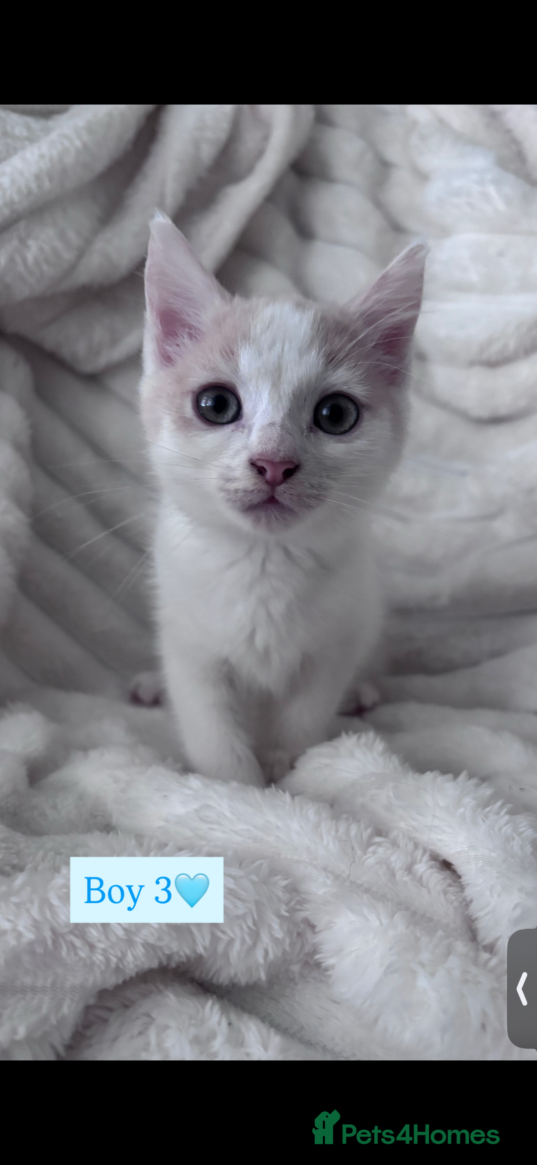 Mixed Breed cats for sale: Playful, loving kittens ready for forever home  - Advert 3