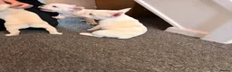 French Bulldog dogs for sale: french bulldogs ready next week  - Advert 5