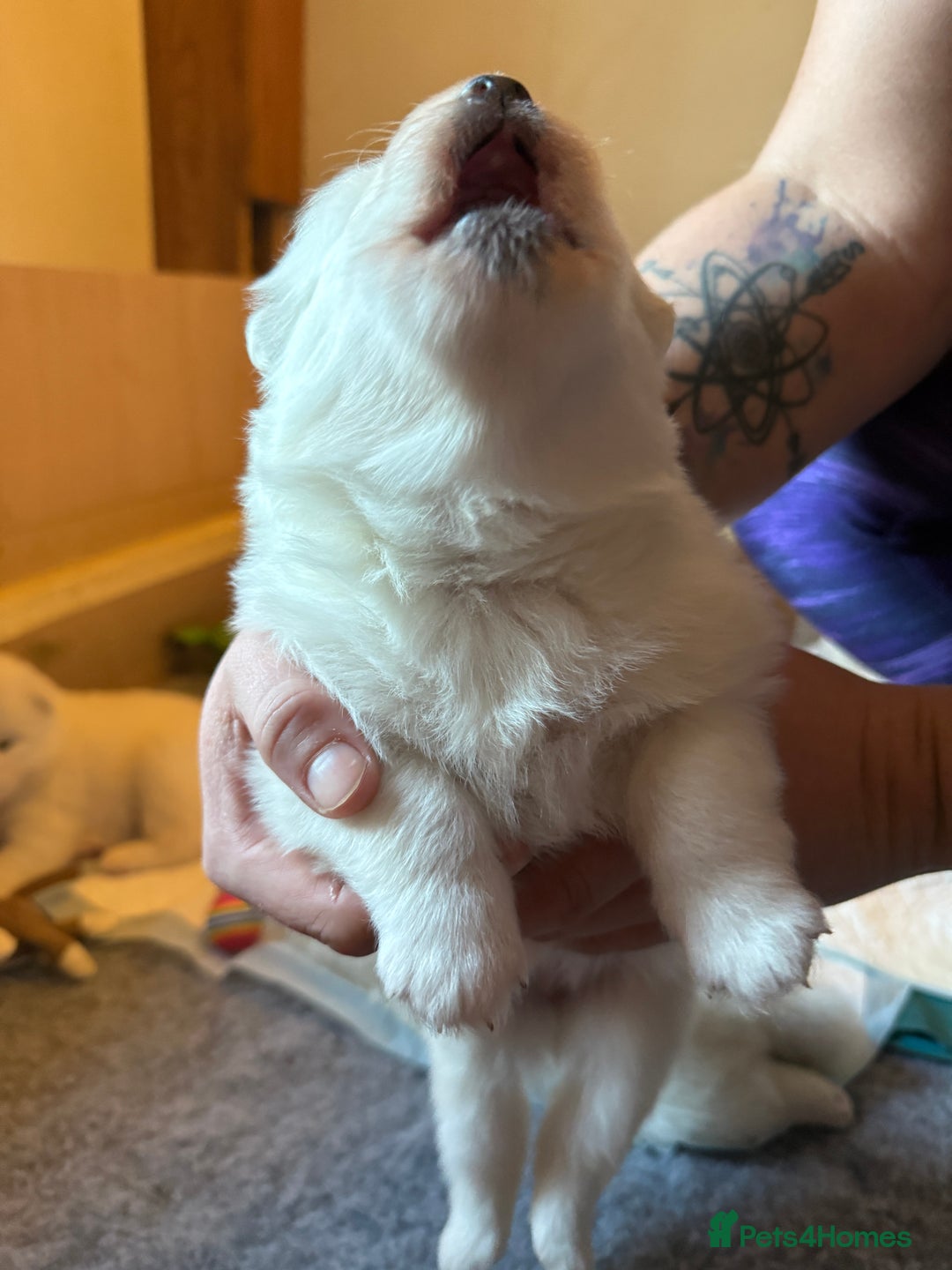 Samoyed dogs for sale: Gorgeous Samoyed Puppies  - Image 23