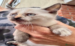 Mixed Breed cats for sale:  Stunning female ragdoll cross kittens  - Image 27