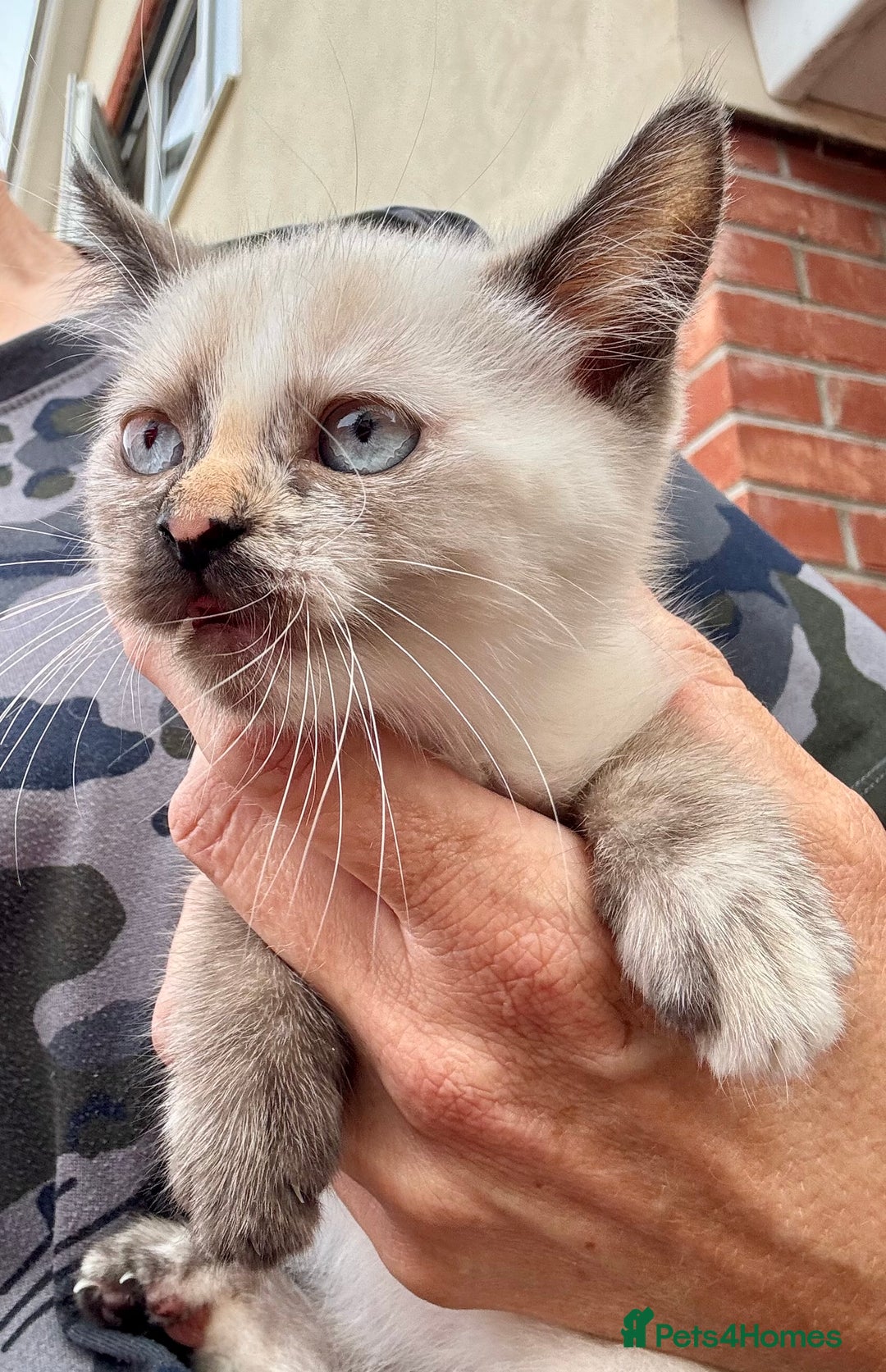 Mixed Breed cats for sale:  Stunning female ragdoll cross kittens  - Image 27