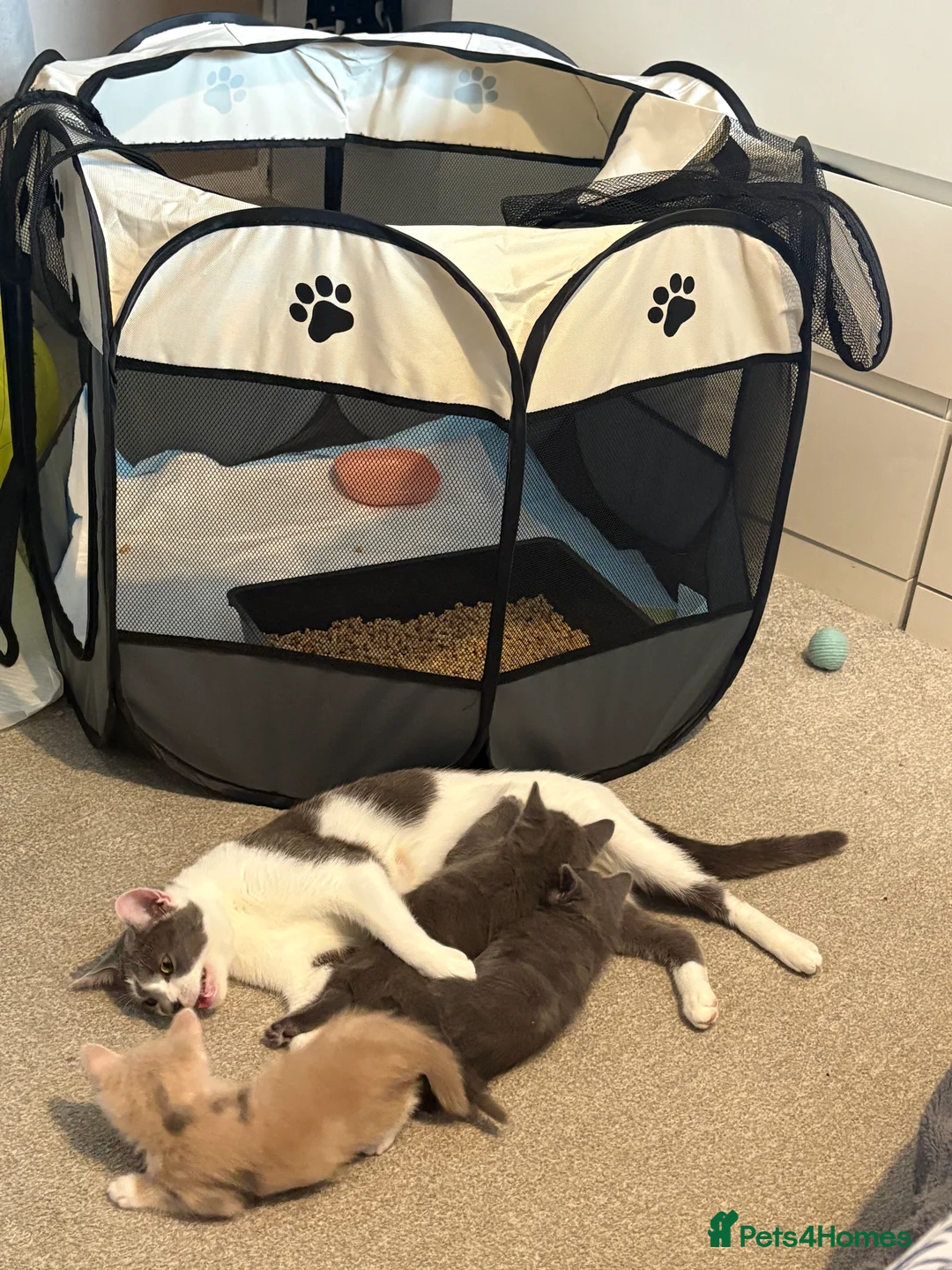 Domestic Shorthair cats for sale: Male Grey Kitten for Sale  - Advert 17