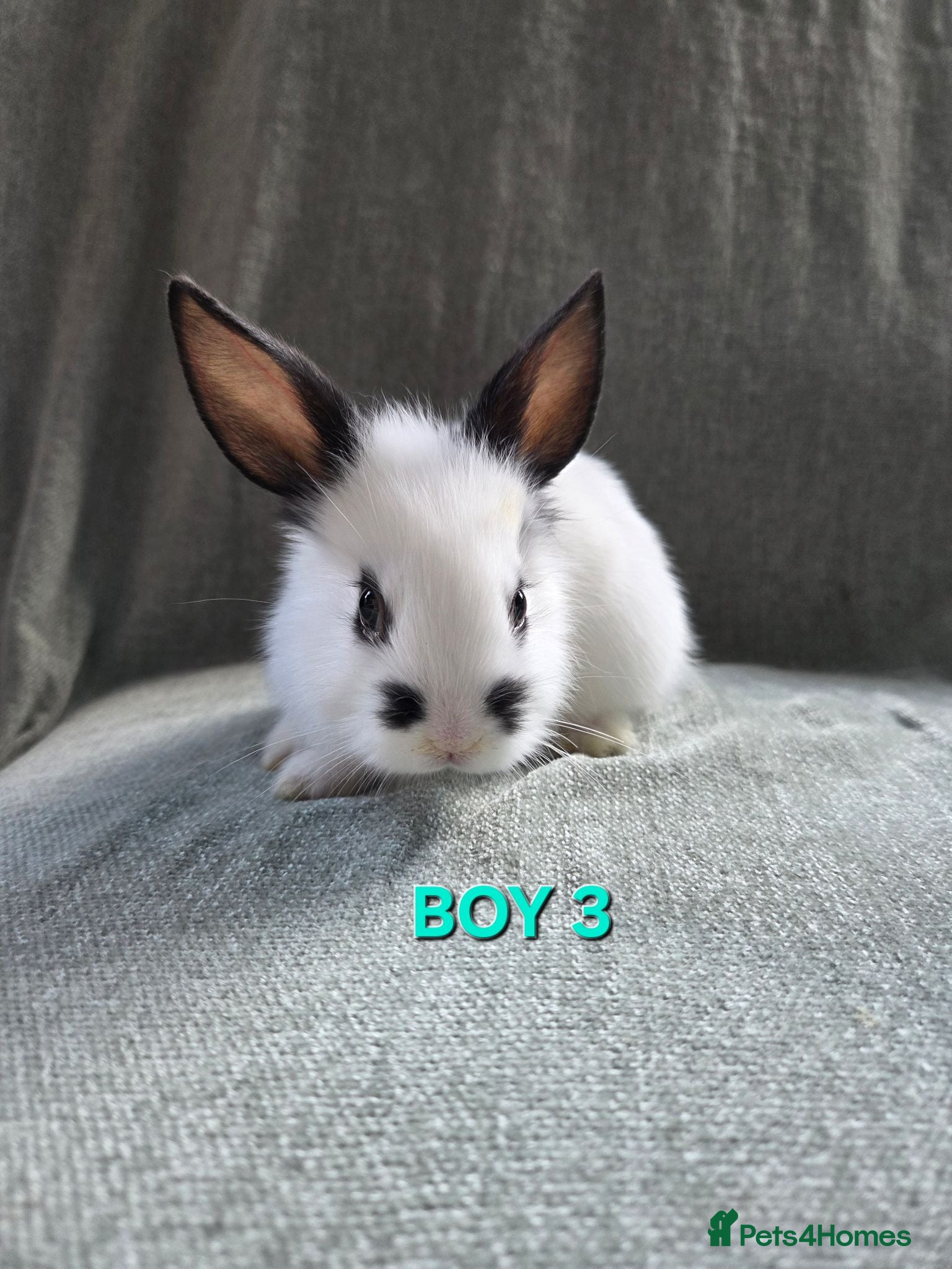 Lionhead rabbits ☆£70 per pair☆Lion head cross *sold in pairs  - Advert 2