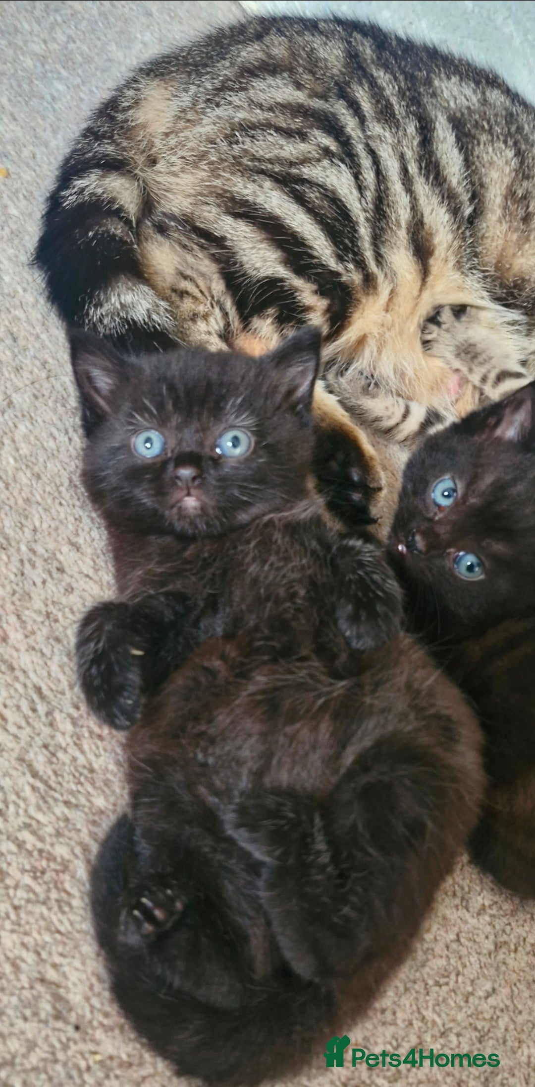 Mixed Breed cats for sale: 🐾Adorable kittens for sale  - Advert 7
