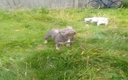 French Bulldog dogs for sale: French bulldog lilac - Image 4