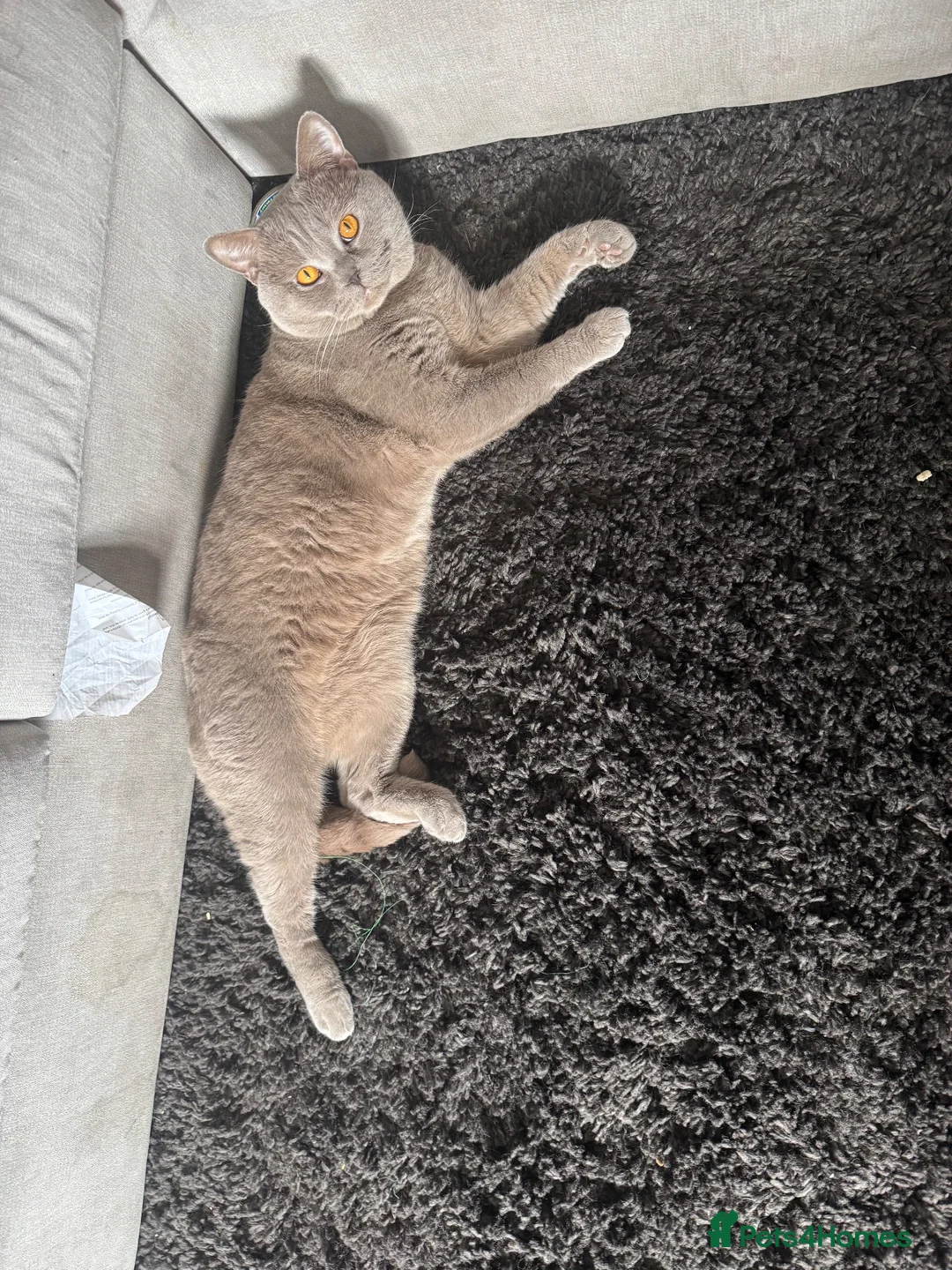 British Shorthair cats for sale: Rehome for BSH male in Tipton - Advert 3