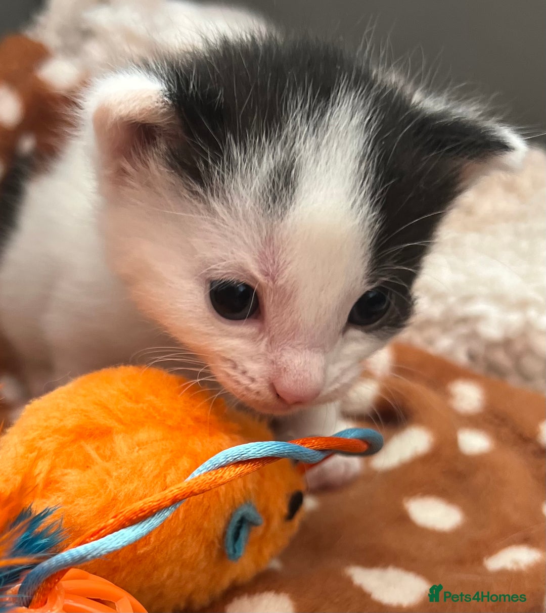 Mixed Breed cats for sale: ❤️*Blue/white & black/white friendly kittens*❤️ - Image 18