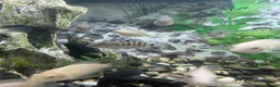 Cichlids fish for sale: Polar parrots - Advert 2