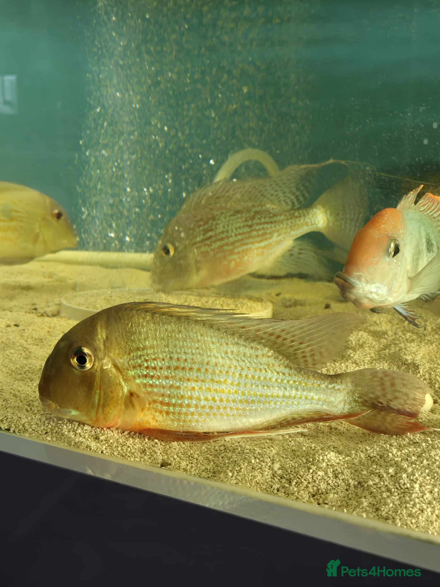 Other/Mixed Breed fish Geophagus fish - Advert 1