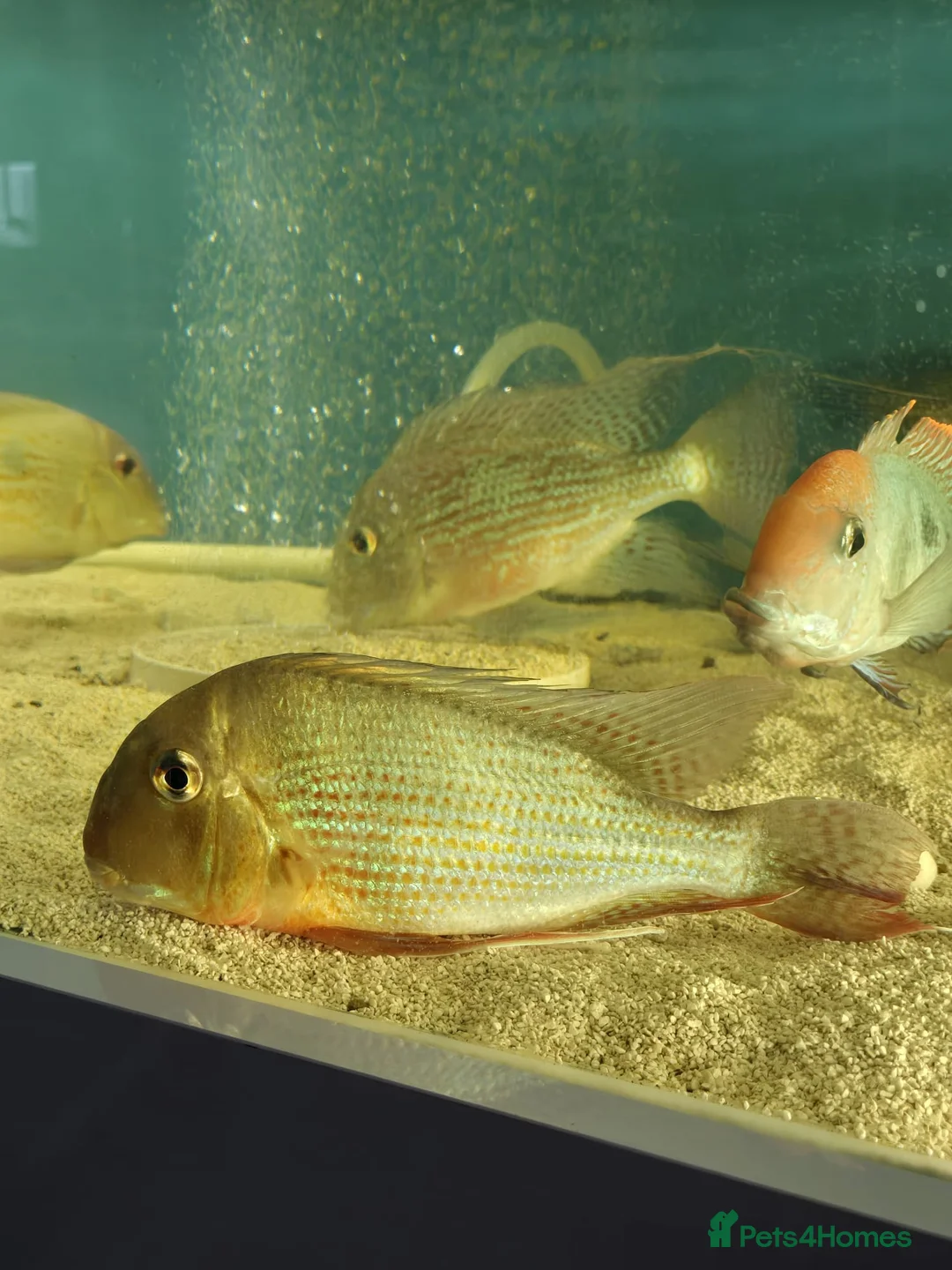 Other/Mixed Breed fish for sale: Geophagus fish - Advert 1