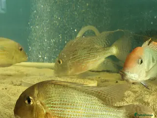 Other/Mixed Breed fish Geophagus fish - Advert 1