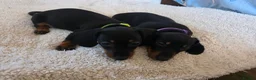 Dachshund dogs for sale: Six beautiful miniature smooth haired dachshunds - Advert 5