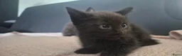 Mixed Breed cats for sale: 💕 Five Tiny Paws, Five Huge Personalities! - Advert 3