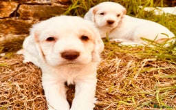 Clumber Spaniel dogs for sale: 3/4 clumber 1/4 cocker spaniel pups - Image 6