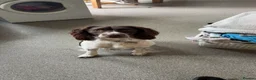 Welsh Springer Spaniel dogs for sale: Spring spaniel  - Advert 3