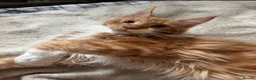 Maine Coon cats for sale: BEAUTIFUL BOY MAINE COON AVAILABLE  - Advert 4