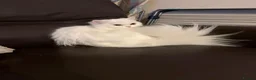 Ragdoll cats for sale: 4  wonderful ragdoll kitten looking for happy Homy - Advert 12