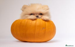 Pomeranian dogs for sale: True to type Pomeranian Puppies  - Image 8