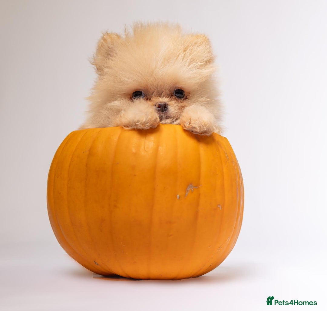 Pomeranian dogs for sale: True to type Pomeranian Puppies  - Image 8